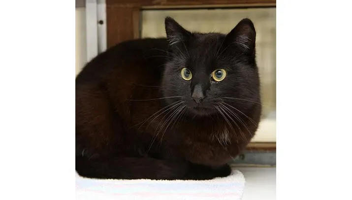 igor dierentehuis arnhem eo