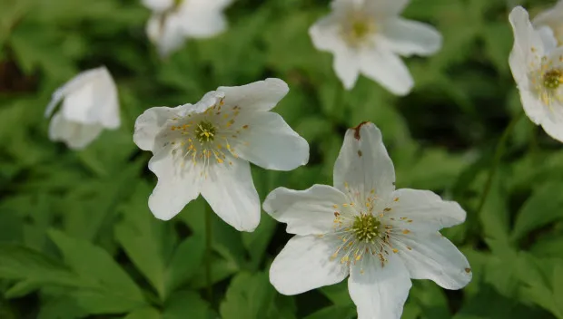 ihdgc157d5g2yrhiwtmpyzzx1 annemoon