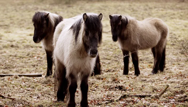 ijslandse paarden natuurmonumenten