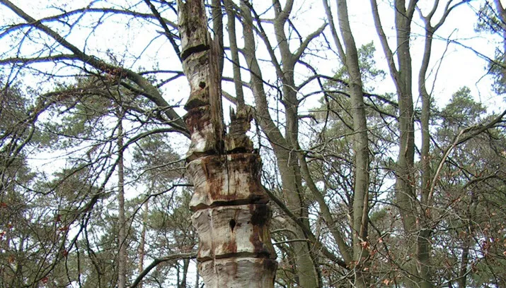 imbosch sandra omlo0