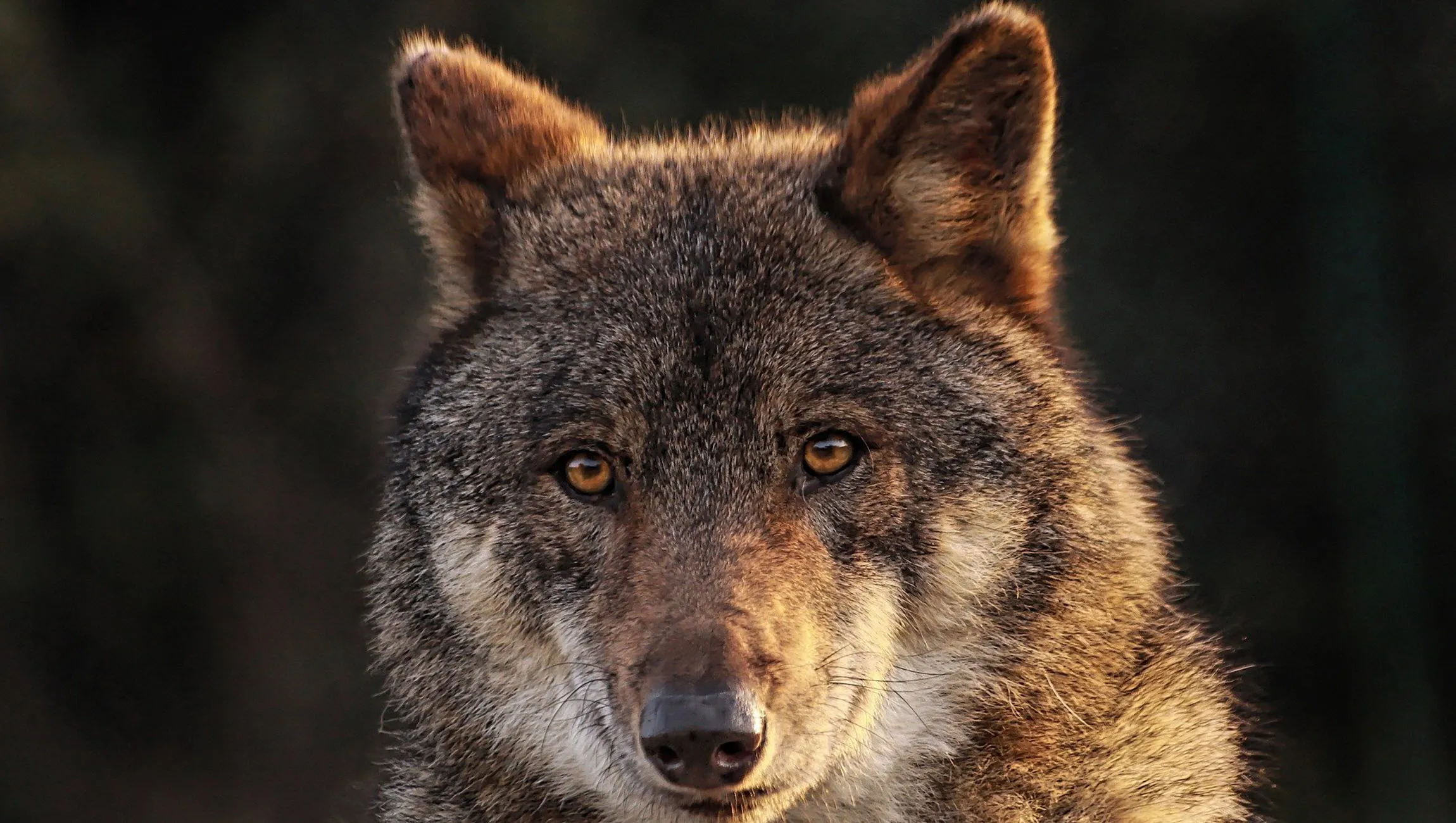 in het spoor van de wolf zoomerij dieren
