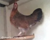 is13b1n42s28np7hg4ba77dxx 95624