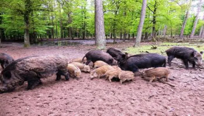 ivn middachter bossen