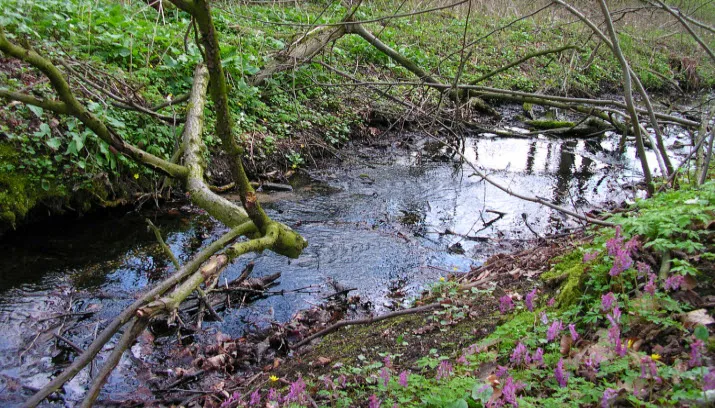 ivn voorjaar op middachten
