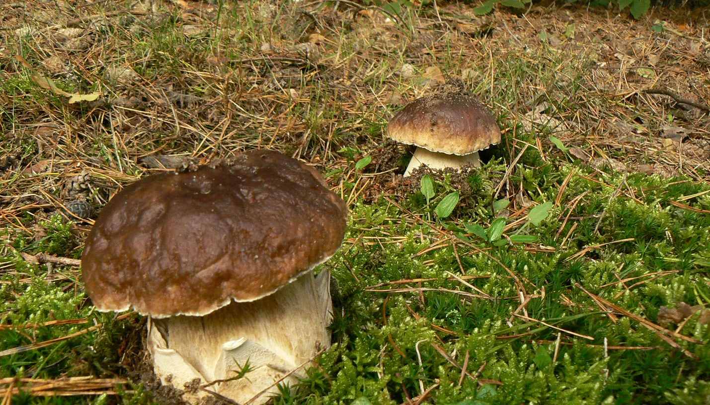 ivnov paddenstoelenexcursie