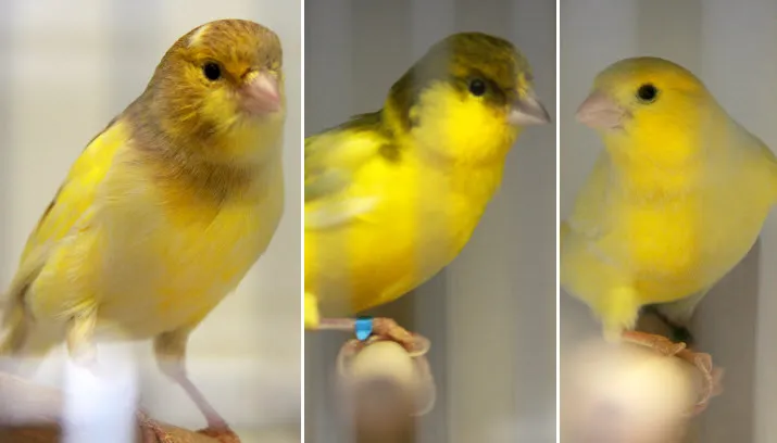 ivo japie en flip zoeken een coole keet