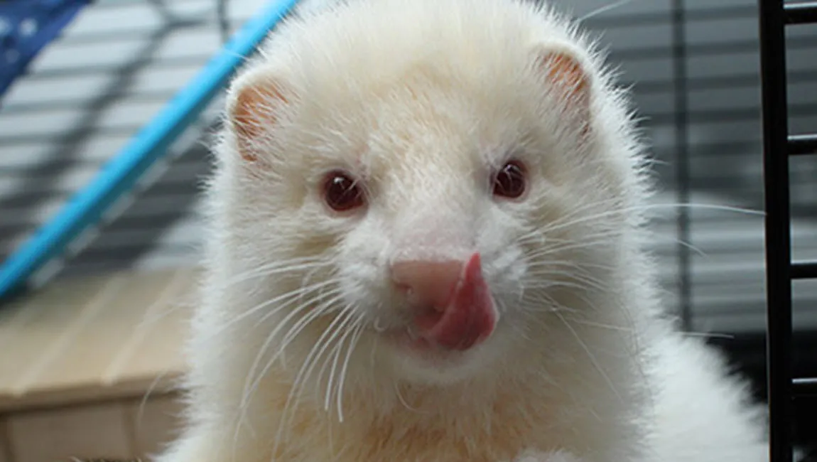 jason1 dierentehuis arnhemen omstreken