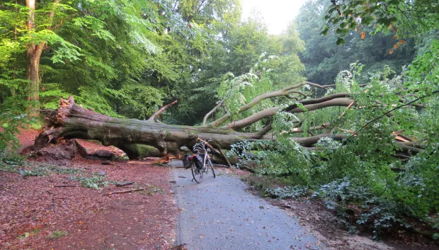 jgkyllllo3118h2tgij0o42lr boom over fietspad