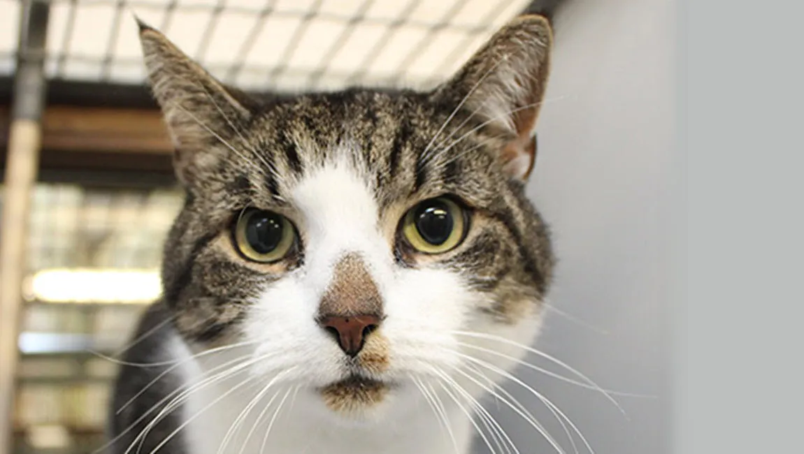 kat noel dierentehuis arnhem en omstreken