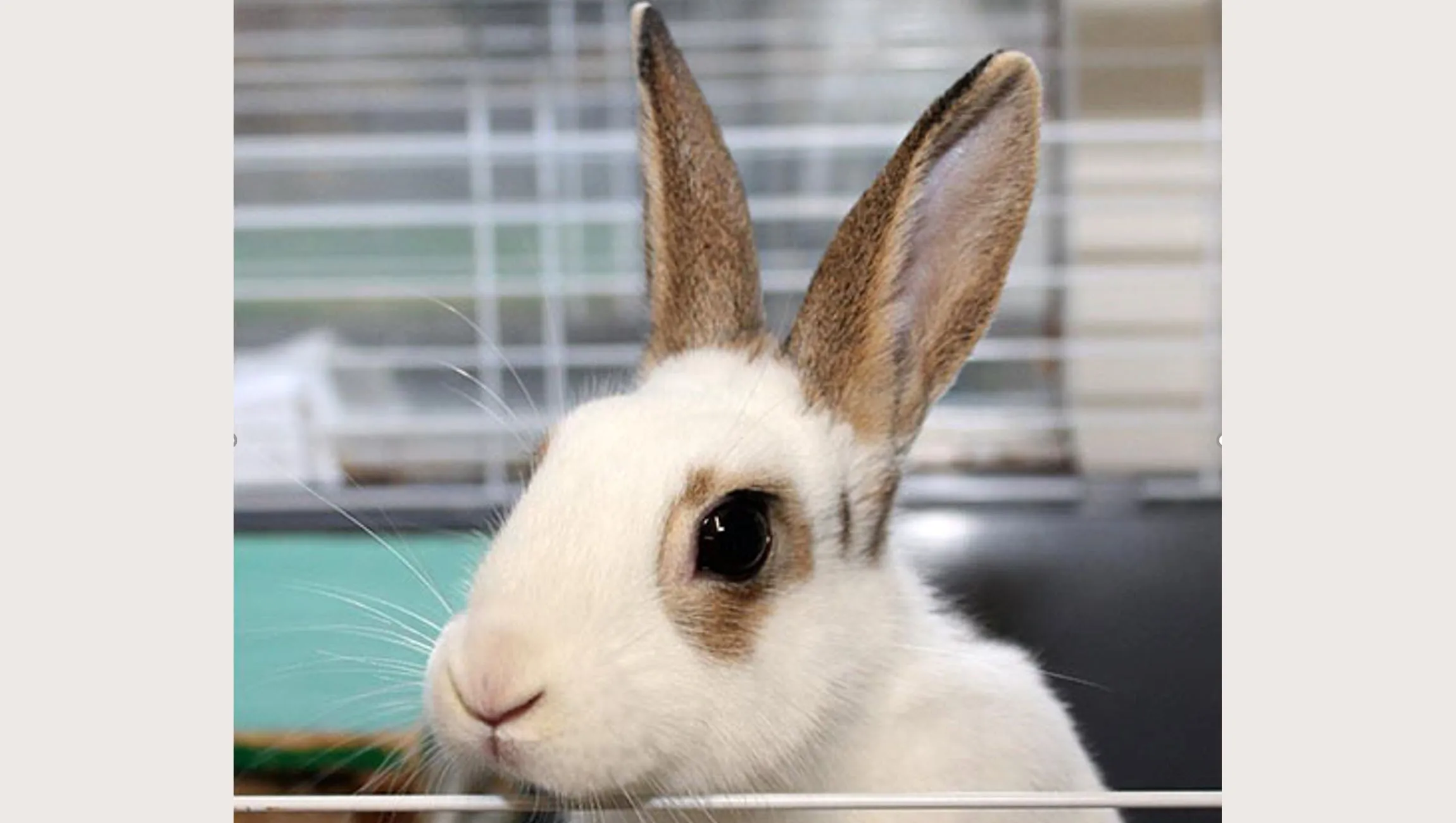 knibbel dierentehuis arnhem en omstreken