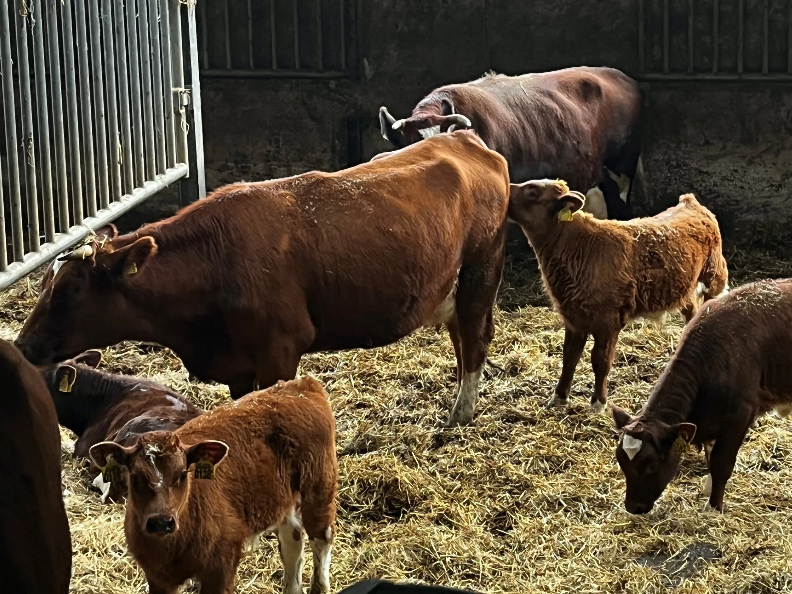 koeien met kalfjes potstal landscape groot