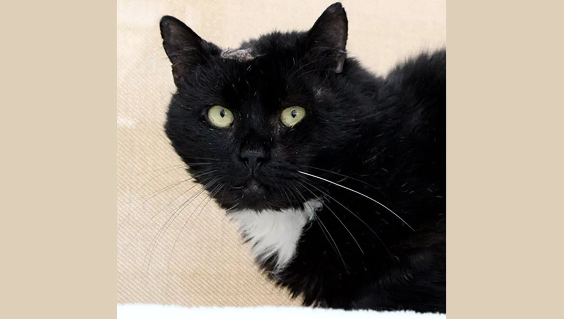 koen dierentehuis arnhem en omstreken