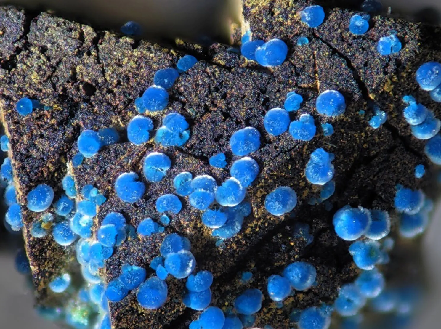 koper connelliet gelders geologisch museum velp