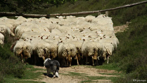 kq8pfhsn7qjog274vo605o9pd schaapskudde00