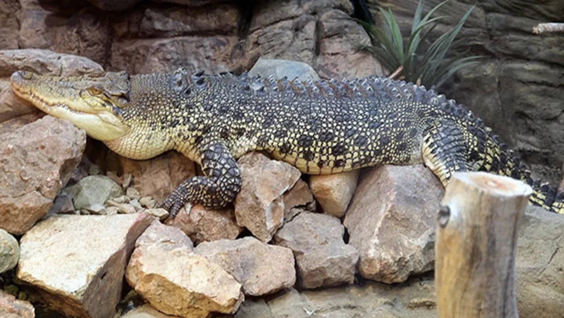 krokodil fotercom