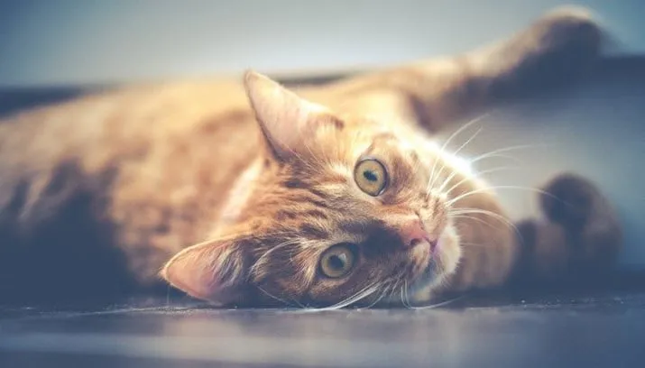 lezing emoties bij katten fotercom