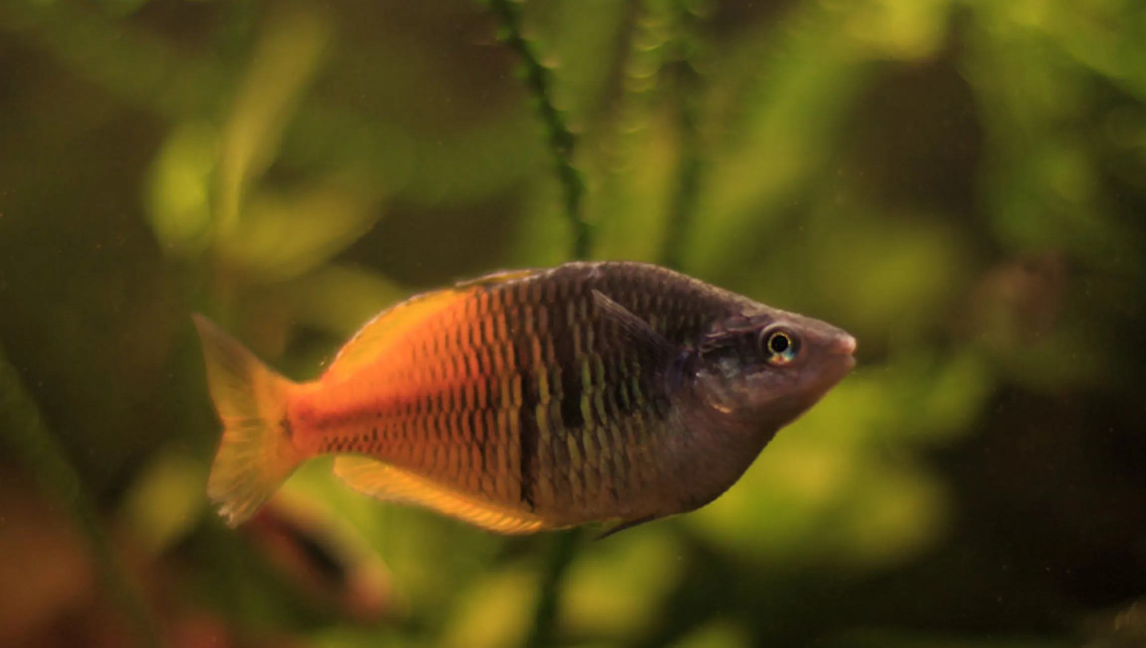 lezing hans kiers hortus aquatilis henk van someren