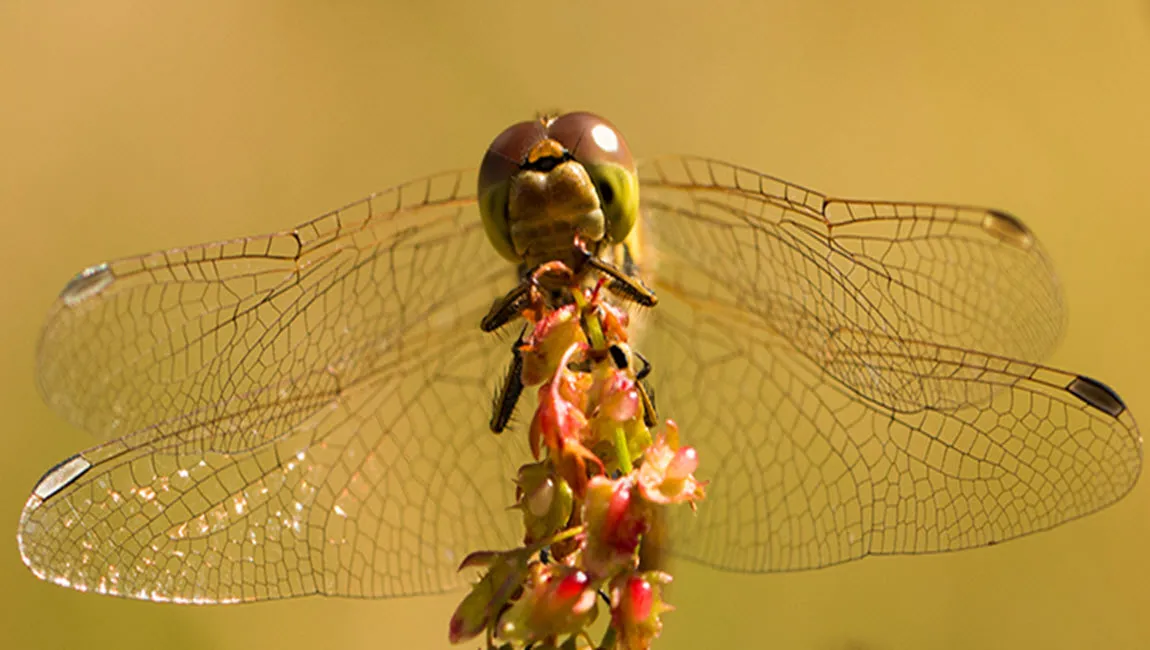 libelle op plant jaap vette veluwezoominbeeldnl