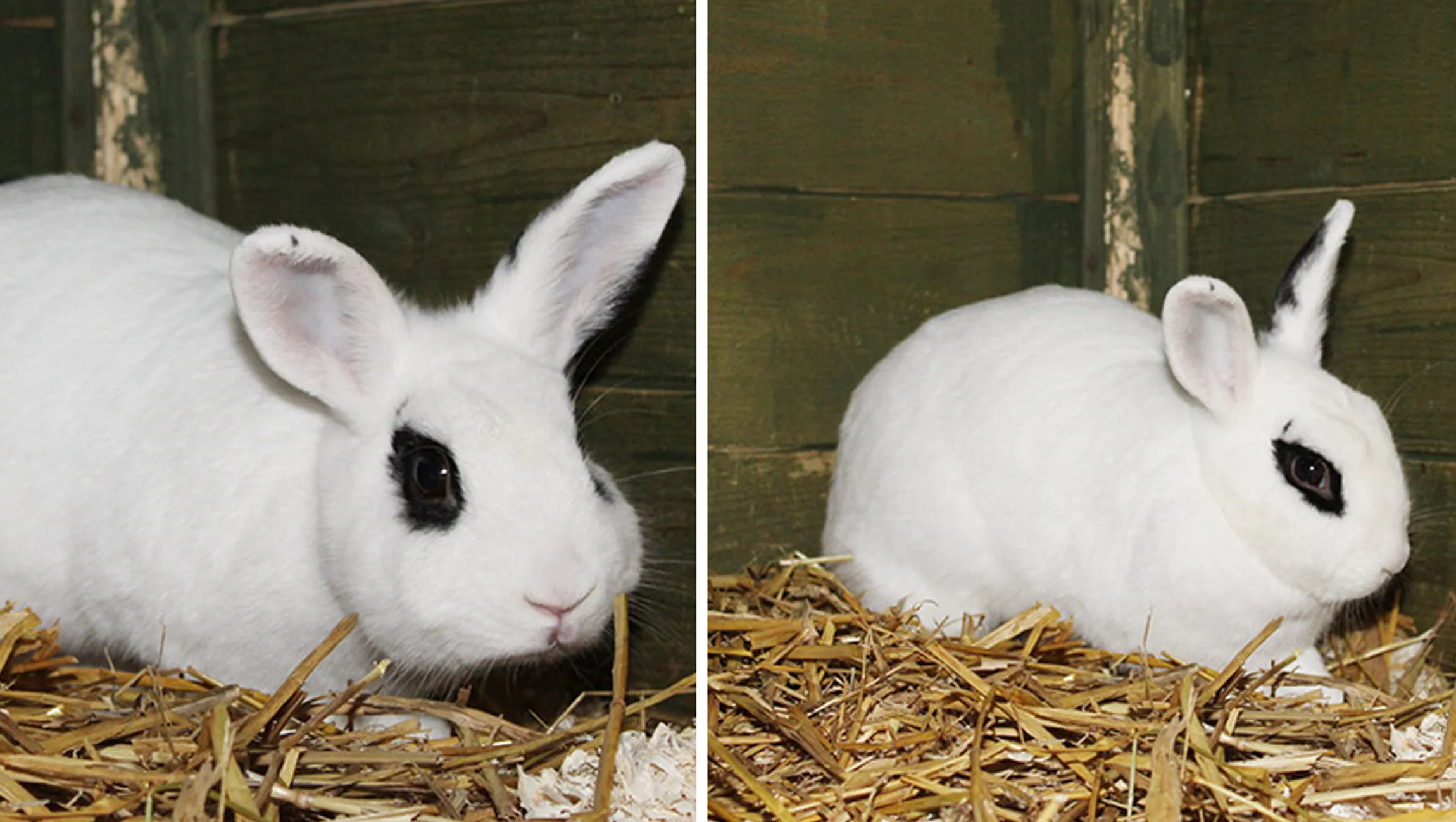 lilly dierentehuis arnhem en omstreken