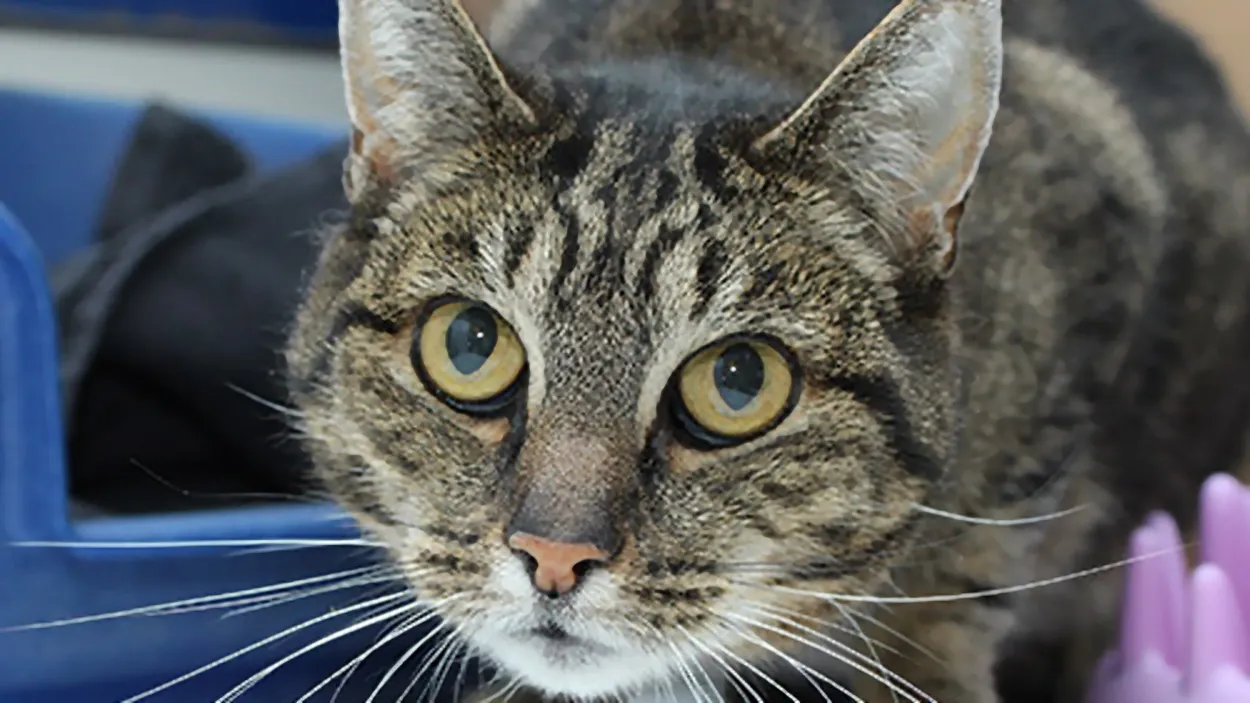 lizzy 291901 dierentehuis arnhem en omstreken