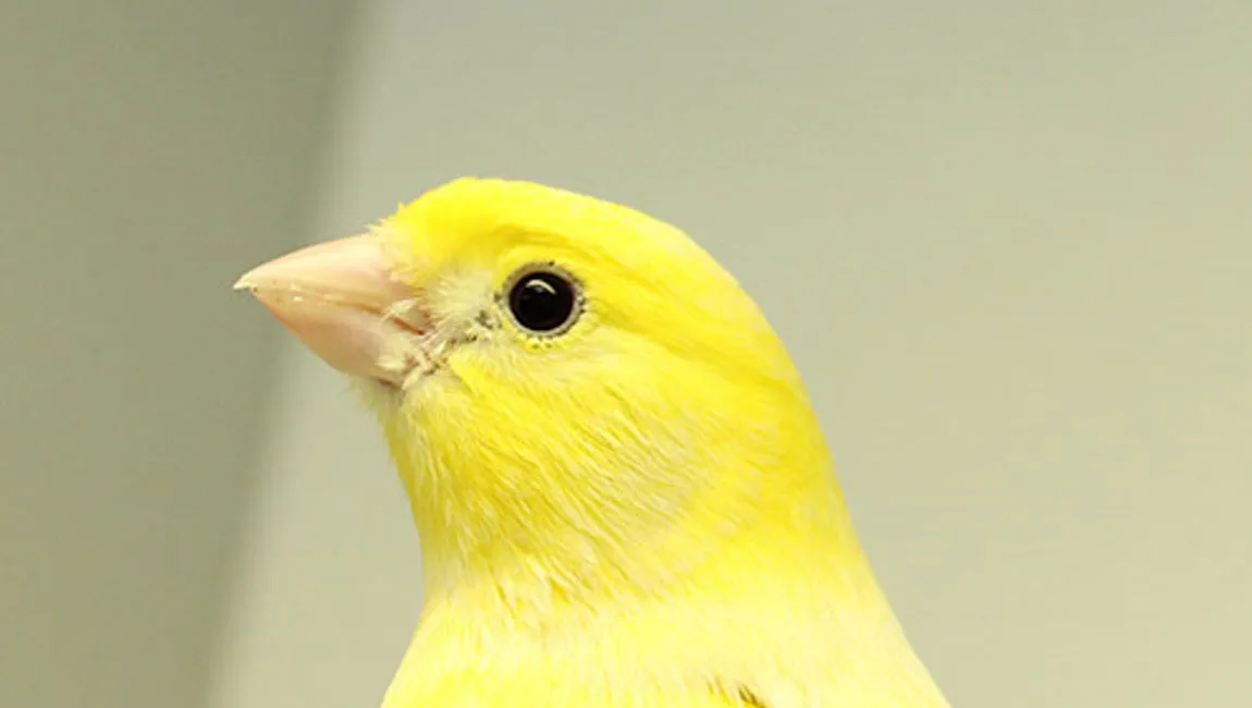 loki dierentehuis arnhem en omstreken