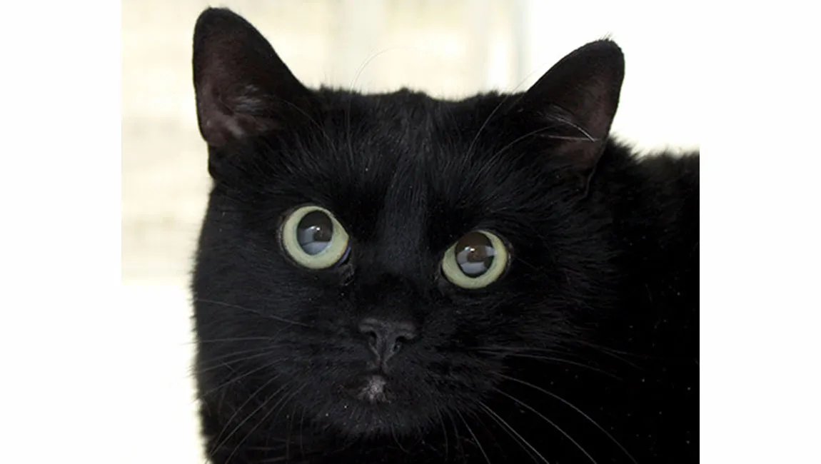 loya dierentehuis arnhem en omstreken