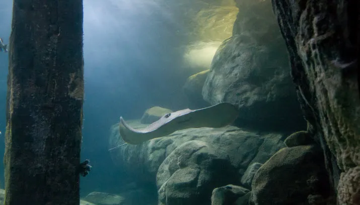 luipaardpijlstaartrog