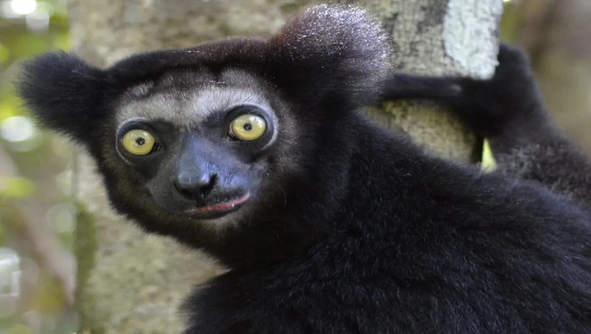 madagaskar martin idema