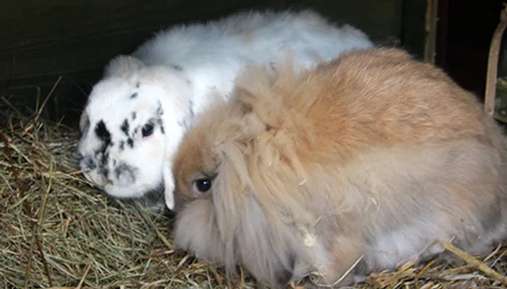 maggie 25388 en dirk 21596 1