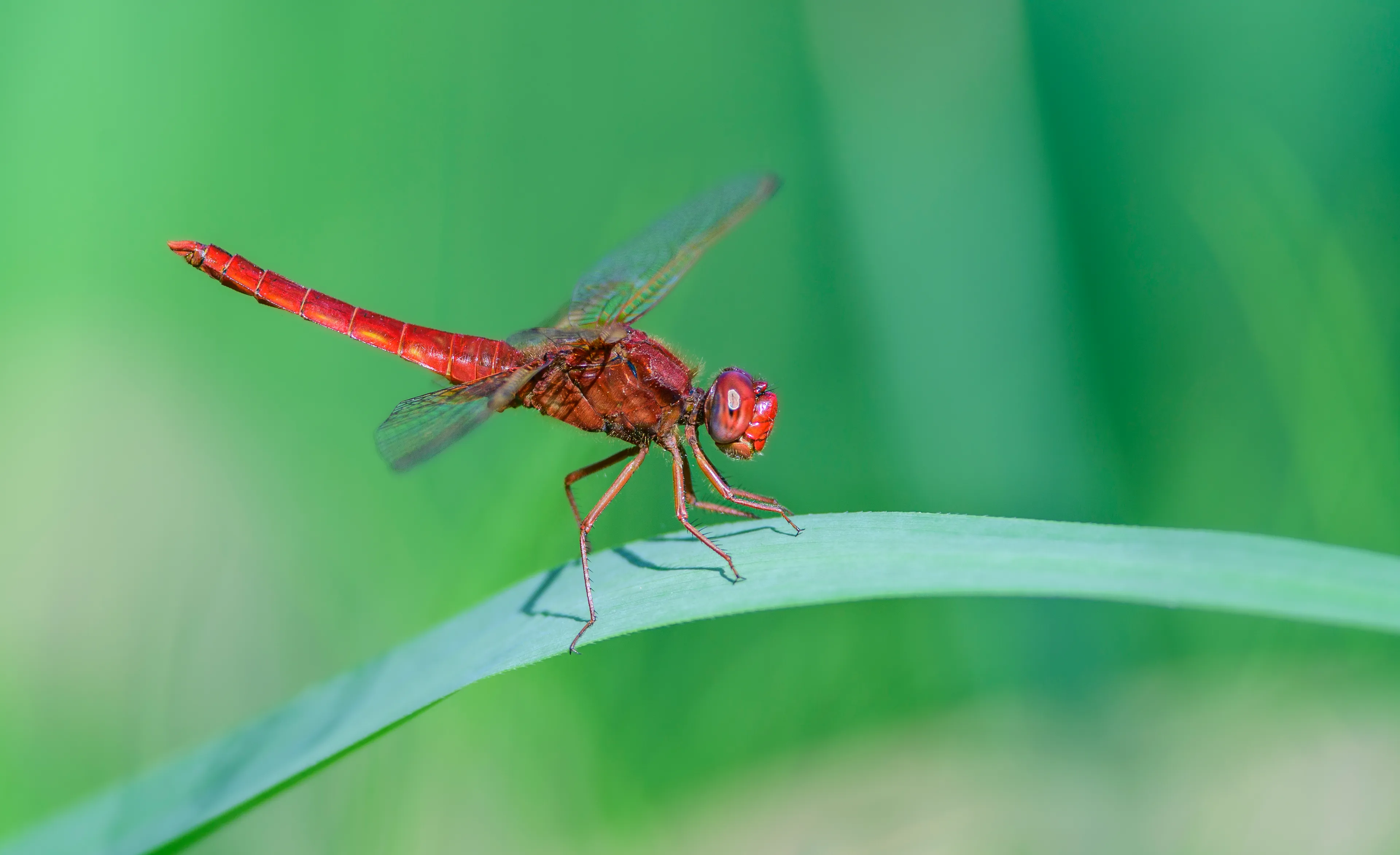 mannetje vuurlibel foto jeroen van wijk geldersch landschap kasteelen