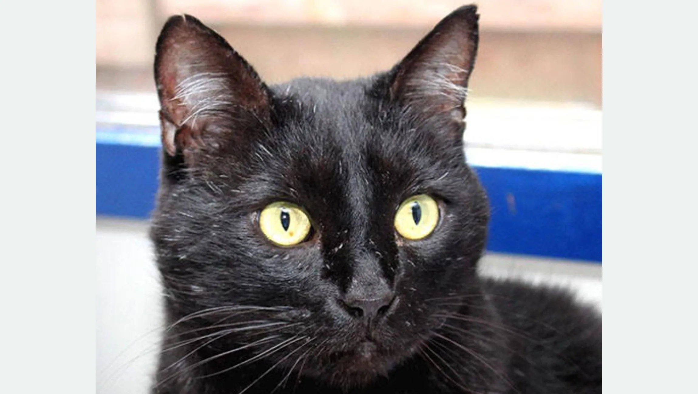 mannix dierentehuis arnhem en omstreken