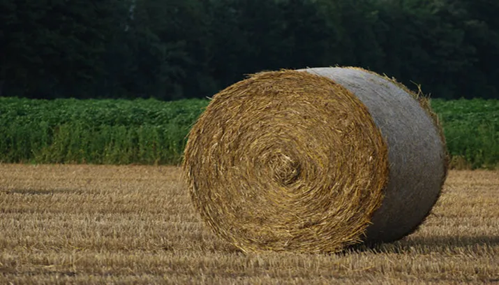 martijn nijenhuis via fotercom cc by nd