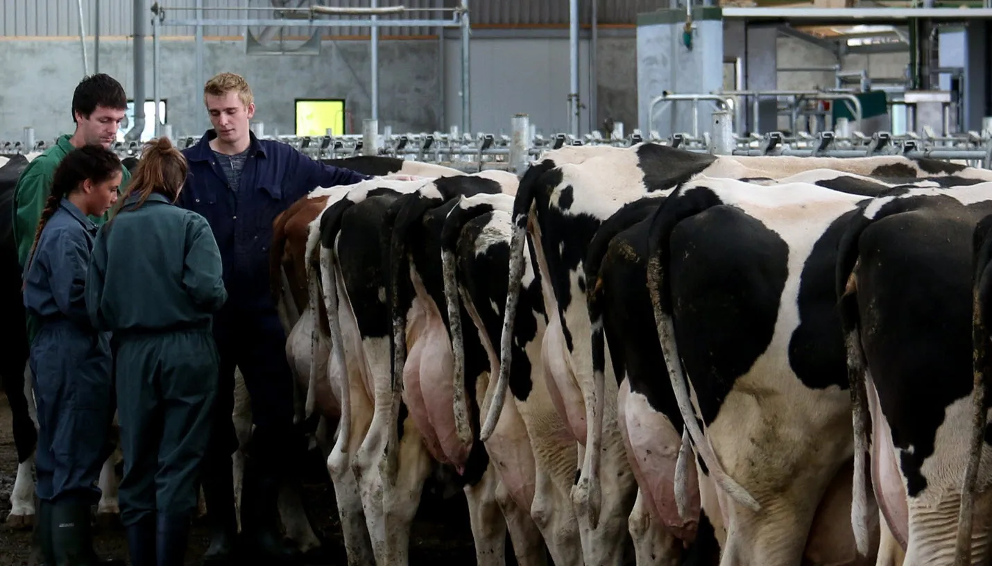 melkveehouderij nl velp