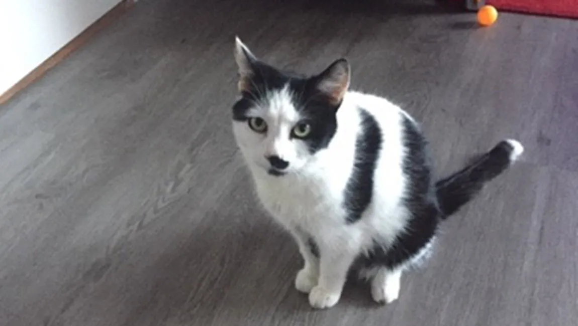 mia dierentehuis arnhem en omstreken