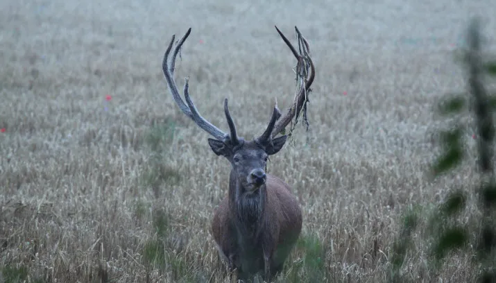 middachten faunadag 2015 paul borst