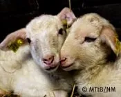 mmk077nwb5mqwt6thrg6zsz7j 158398