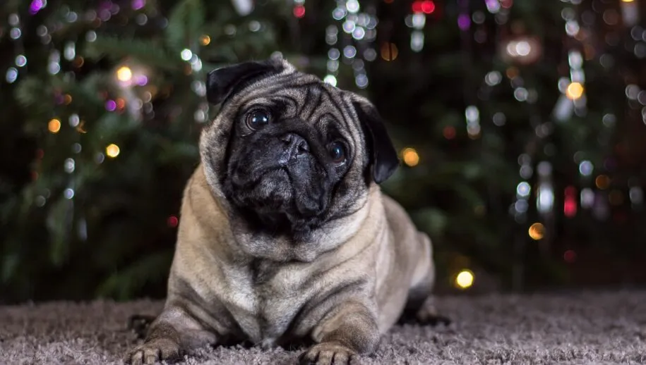 mopshond pixabay sven lachmann