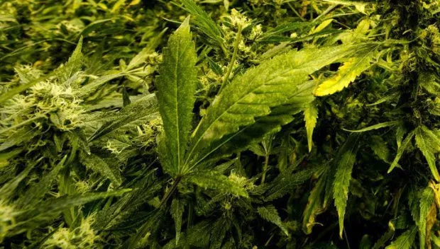 mwspnp3dfk4uttahqxrgt1lkz hennep 4