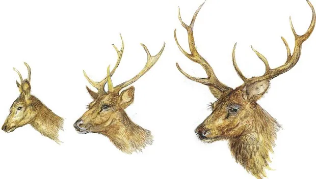 n6q9ngxldilg0rwy865sb77sj geweien