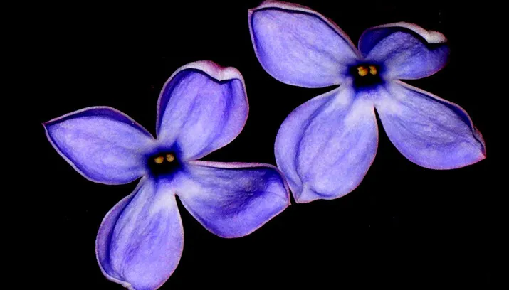 naastenhulp cc by marie romantica via fotercom