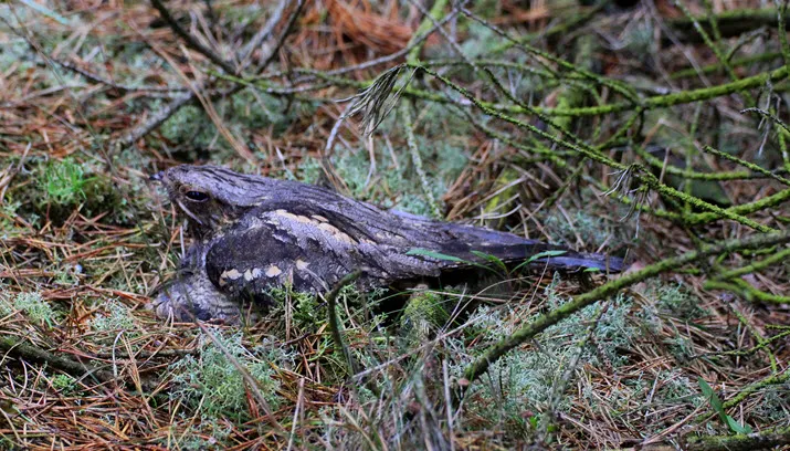 natuurmonumenten nachtzwaluw