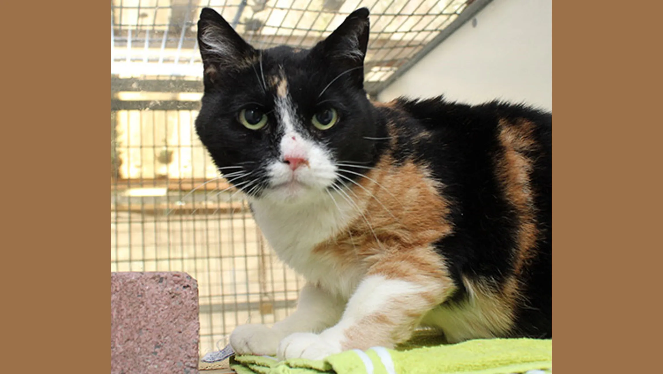 netje dierentehuis arnhem en omstreken