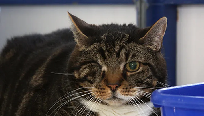 noa dierentehuis arnhem en omstreken