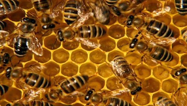 o0lcbfp7otpyl9pu8t02x0i9p bijen