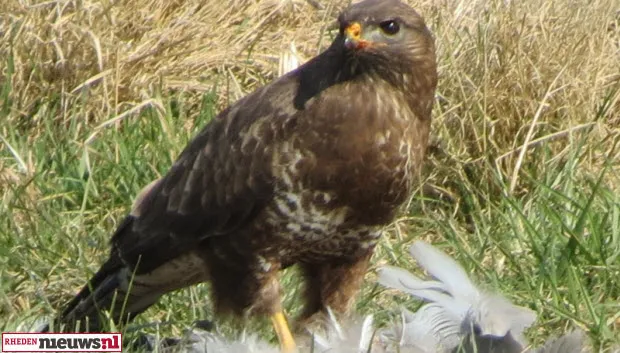 oavqvgo9pxqvgpgpo1s2qjvry buizerd rheden nieuws ib2013