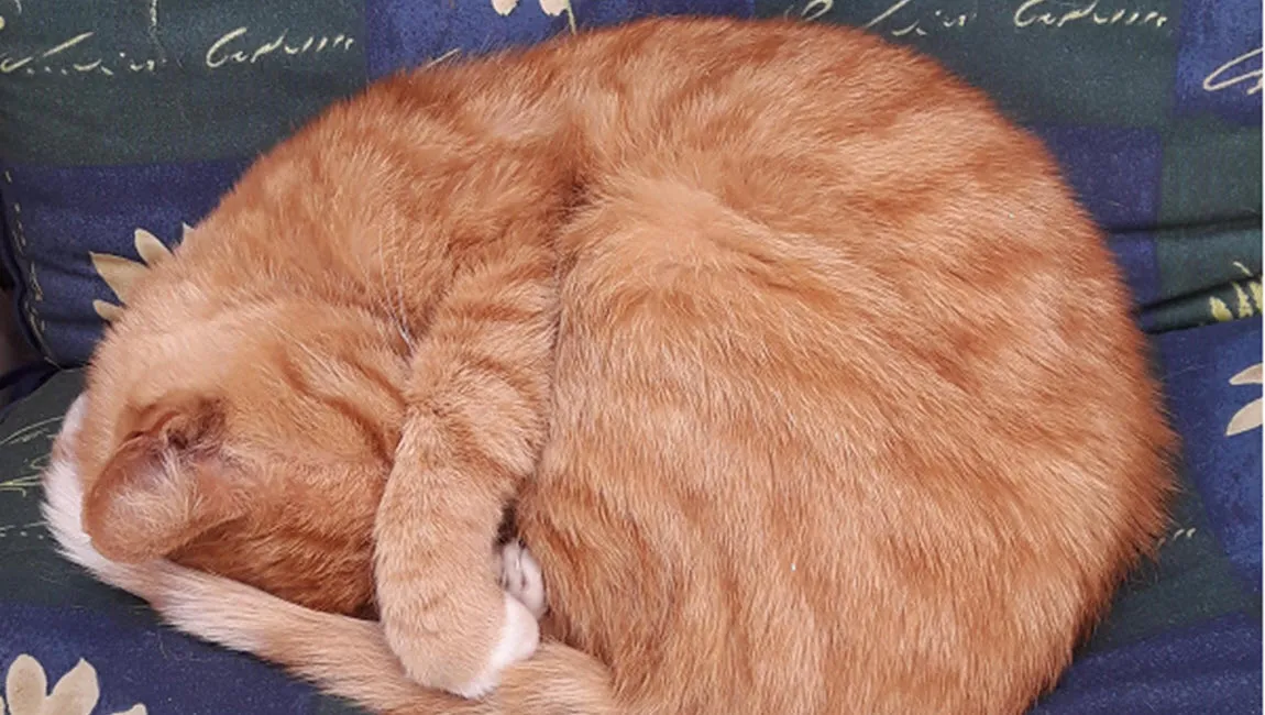 ongeloof kat bas kaptein