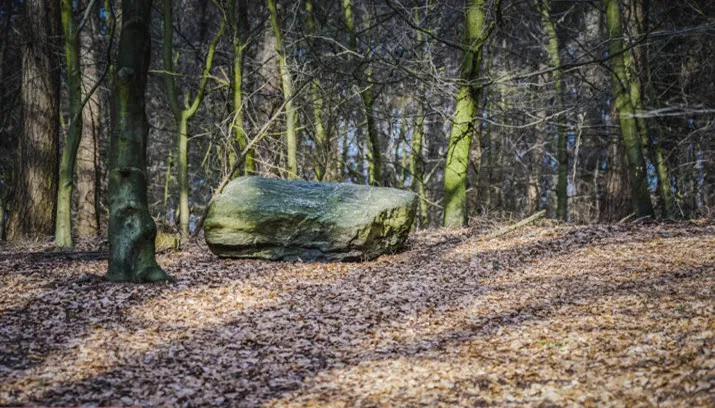 onzalige bossen rheden