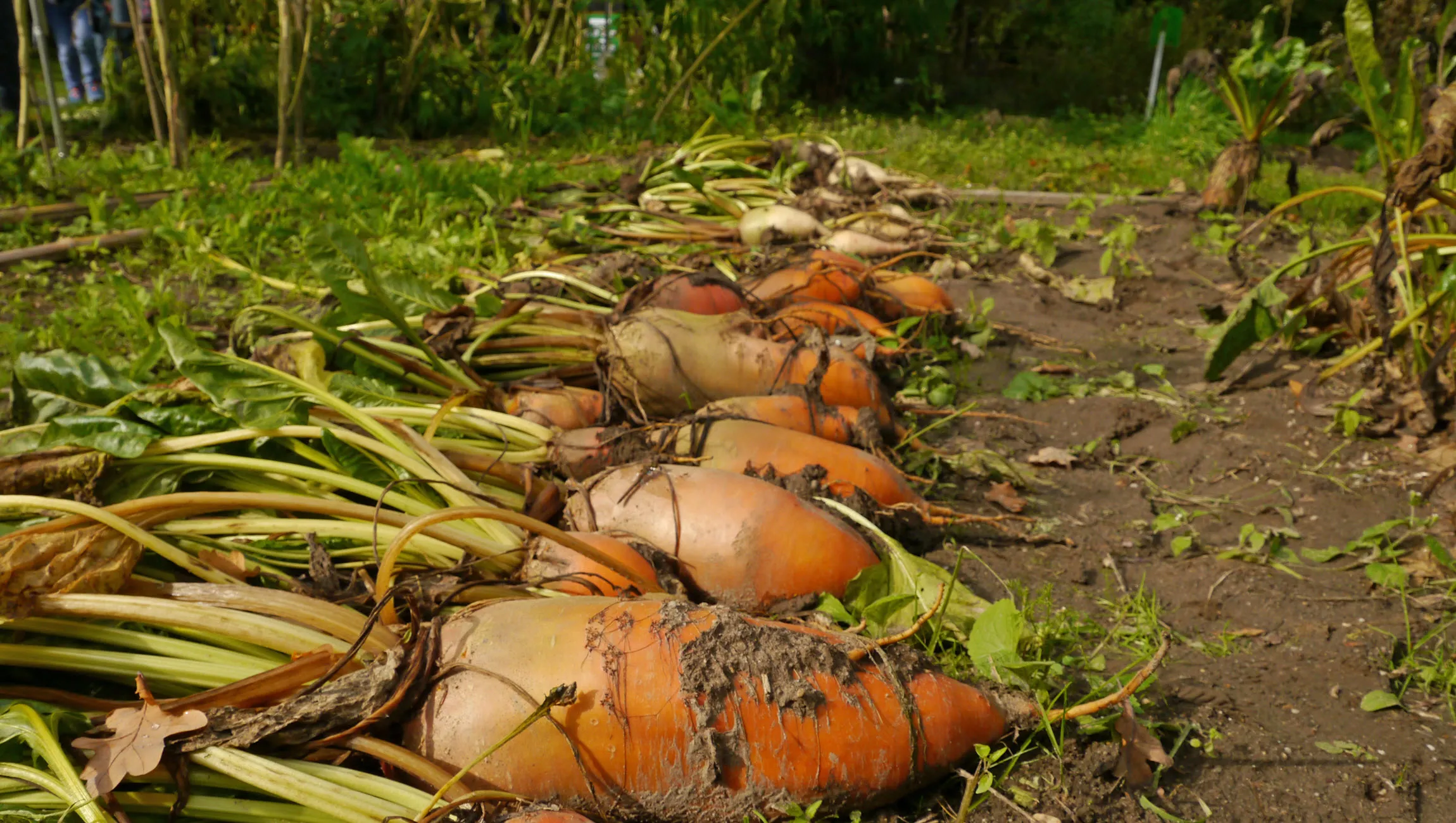 open dag ivn tuin jannie de jong