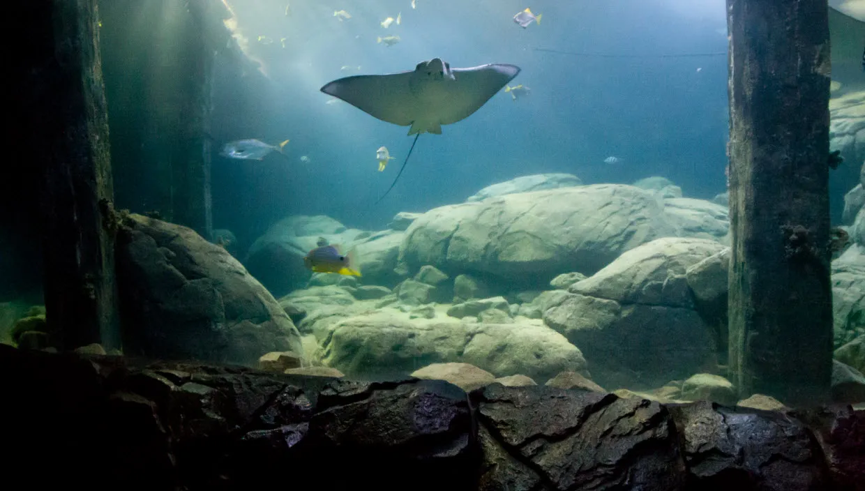 owgvrjeh248i0s1by308y17kp ocean