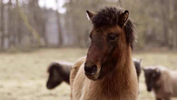 p2z1kgmbshywt57j849bnlh3q ijslandspaard